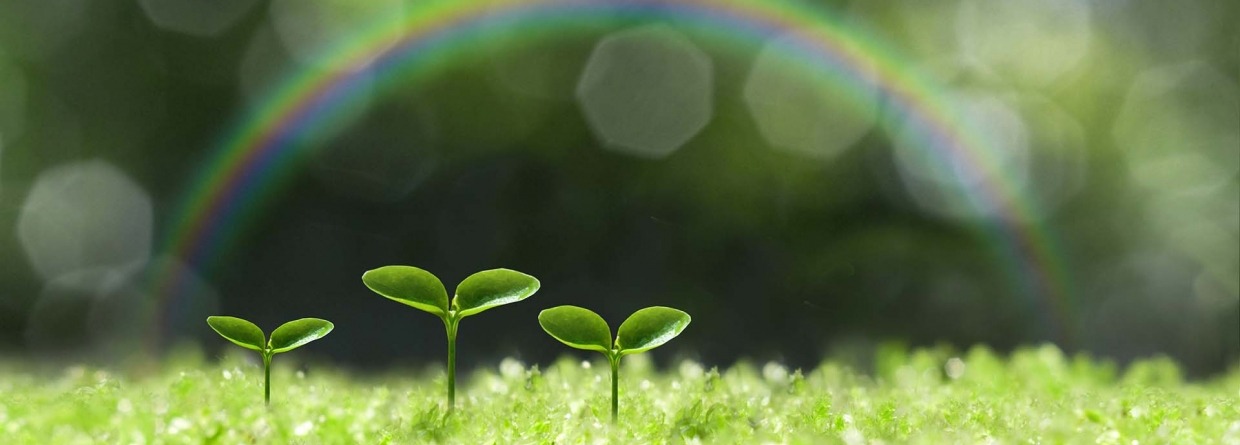 Drie groeiende plantjes op een groen gras met een regenboog