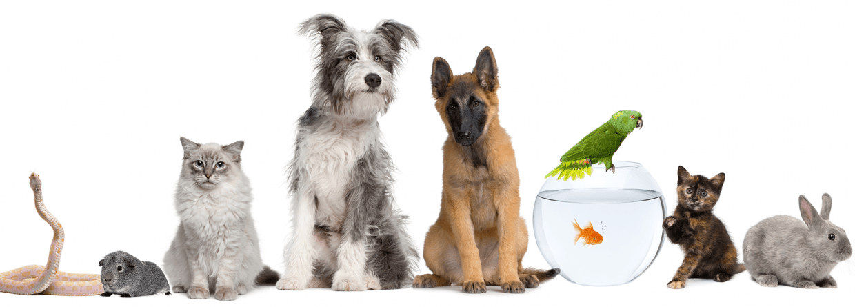 Groep huisdieren, slang, hond, kat, goudvis, kikker, konijn, papegaai, hamster, pup